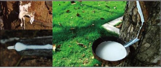 Thảm Sàn Subaru Forester Cao Su ( frreship)