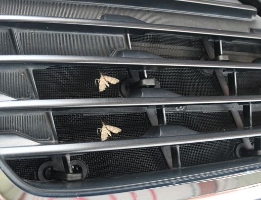 Lưới chống côn trùng Subaru Forester 2013-2018